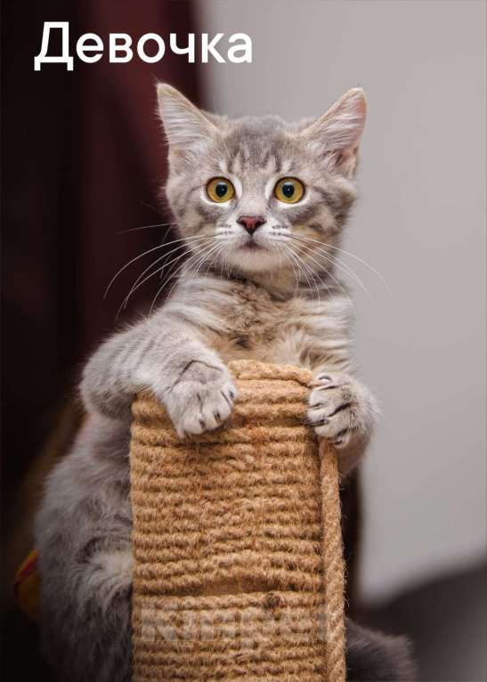 Кошки в Одинцово: котята Девочка, Бесплатно - фото 4