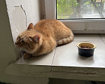 Кошки в Москве: Найден рыжий кот  Мальчик, 1 руб. - фото 2