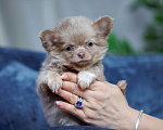 Собаки в Санкт-Петербурге: Красивый мальчик Чихуахуа Мальчик, 85 000 руб. - фото 6