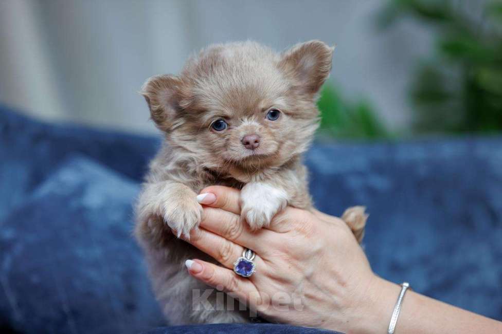 Собаки в Санкт-Петербурге: Красивый мальчик Чихуахуа Мальчик, 85 000 руб. - фото 6