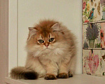 Кошки в Москве: Длинношерстный британский котёнок  Мальчик, 50 000 руб. - фото 3