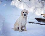 Собаки в Москве: Щенок лабрадора  Мальчик, 80 000 руб. - фото 3