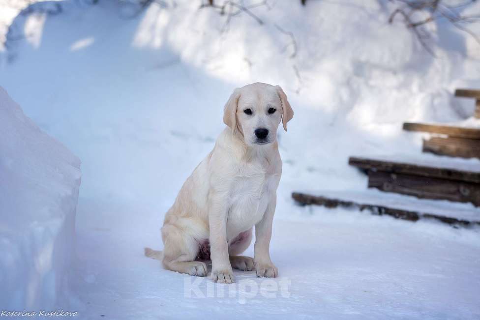 Собаки в Москве: Щенок лабрадора  Мальчик, 80 000 руб. - фото 3