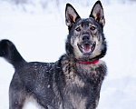 Собаки в Химках: Молодой активный Пес Брамс ищет семью Мальчик, 1 руб. - фото 1