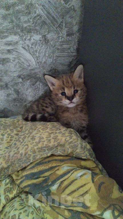 Кошки в Москве: Котенок саванна Мальчик, 190 000 руб. - фото 1