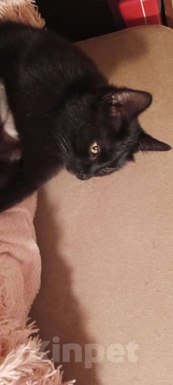 Кошки в Рязани: Найден кот черно-коричневый Мальчик, Бесплатно - фото 3