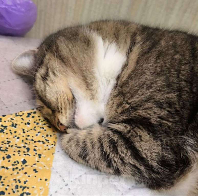 Кошки в Москве: Самая ласковая и человеколюбивая кошечка Сима ищет любящую семью 🤍 Девочка, Бесплатно - фото 5