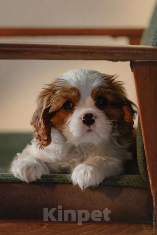 Собаки в Москве: Кавалер кинг-чарльз-спаниель, щенок Мальчик, 100 000 руб. - фото 3