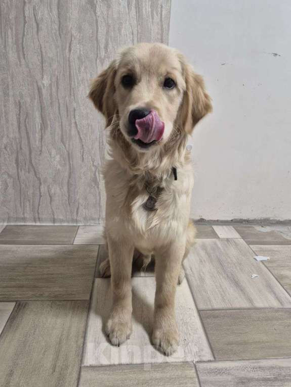 Собаки в Нижнем Новгороде: Золотистый ретривер щенок  Мальчик, 50 000 руб. - фото 6