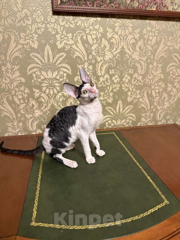 Кошки в Санкт-Петербурге: Котенок корниш -рекс Девочка, Бесплатно - фото 3
