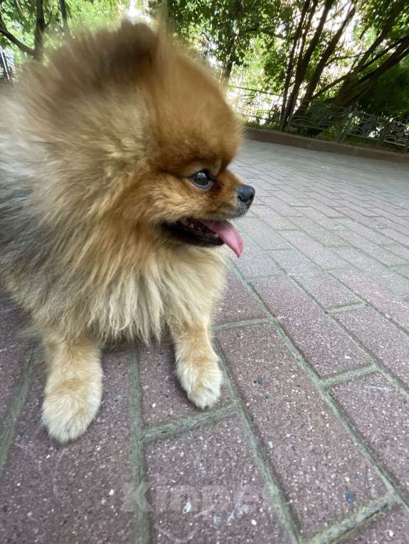 Собаки в Санкт-Петербурге: Ищем девочку) Мальчик, Бесплатно - фото 3