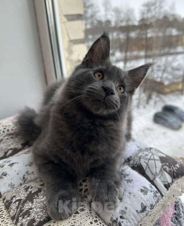 Кошки в Санкт-Петербурге: Продажа мейн-кун питомник Мальчик, 60 000 руб. - фото 2