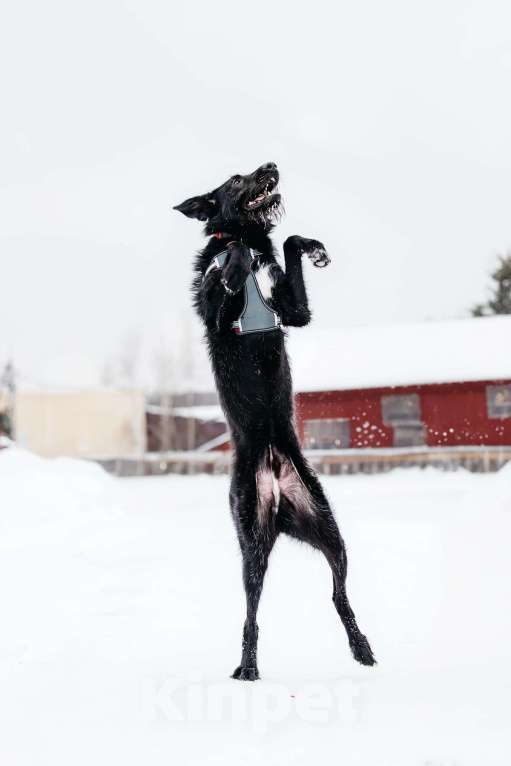Собаки в Москве: Высокий бородатик Брэд в добрые руки Мальчик, 1 руб. - фото 3