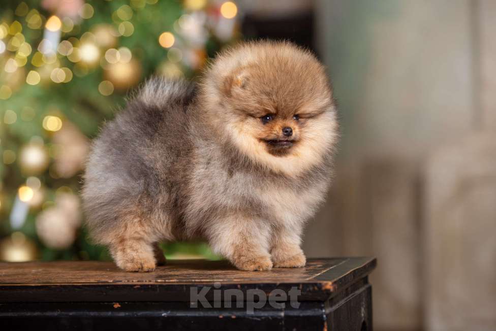 Собаки в Москве: Померанцы медвежьего типа мальчик и девочка  Мальчик, Бесплатно - фото 1