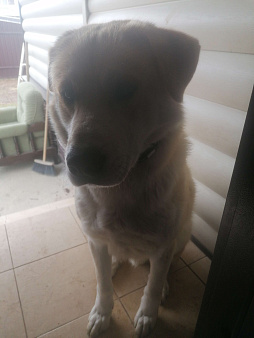 Отдам собаку в добрые руки