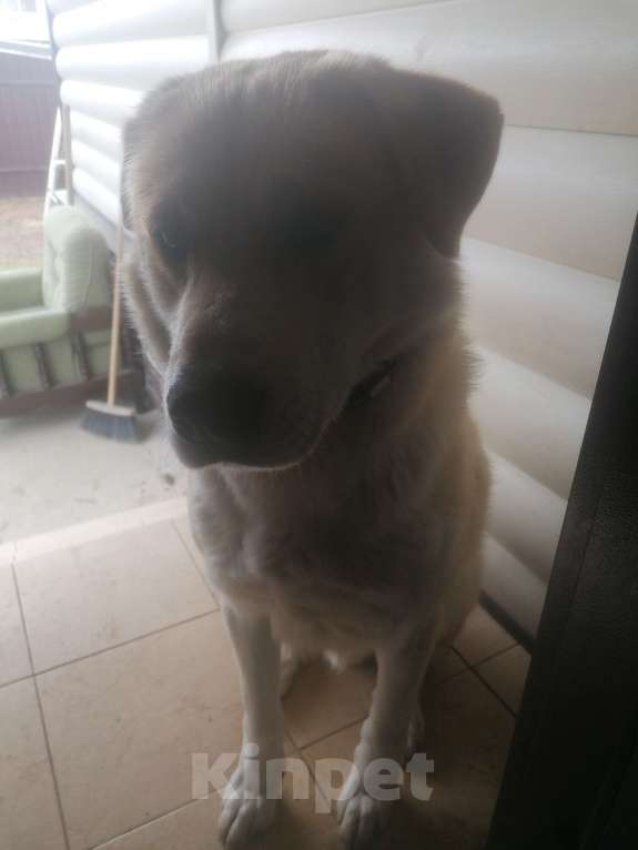 Собаки в Москве: Отдам собаку в добрые руки Мальчик, Бесплатно - фото 1