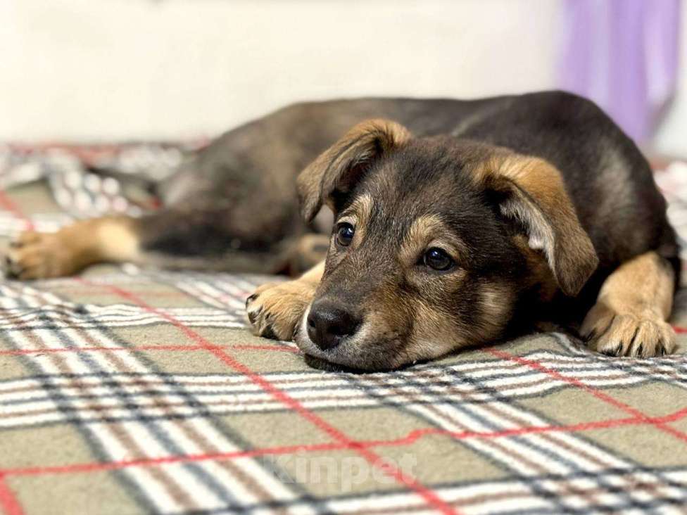 Собаки в других городах Московской области: Маркус  Мальчик, Бесплатно - фото 4