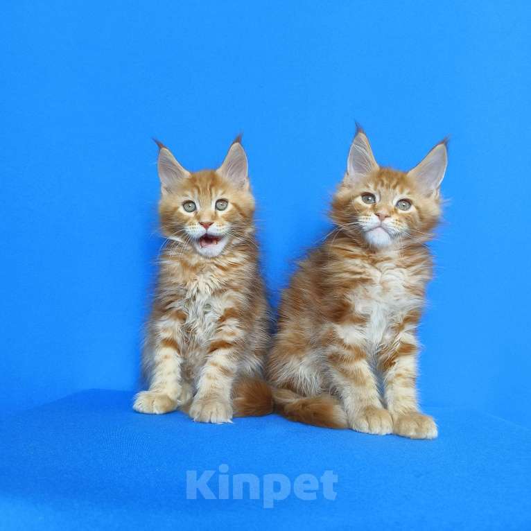 Кошки в Москве: Котята Мейн-Кун Мальчики Мальчик, 70 000 руб. - фото 8