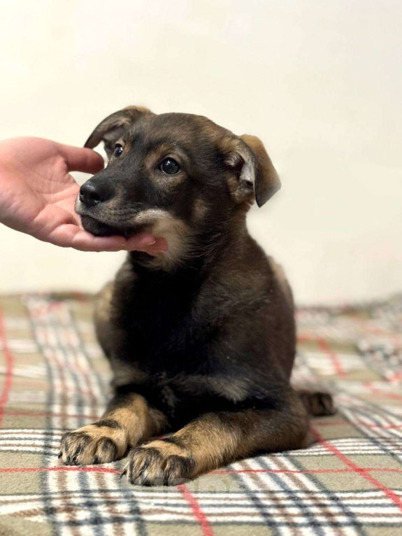 Собаки в других городах Московской области: Марсель Мальчик, Бесплатно - фото 6