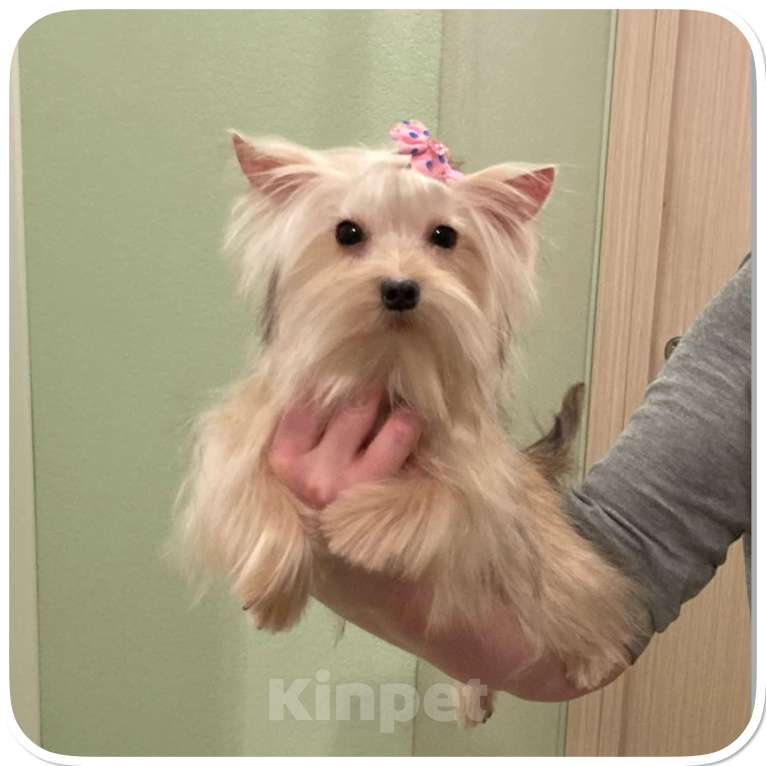 Собаки в Москве: Мини йорк девочка золотая подрощенная Девочка, 80 000 руб. - фото 9