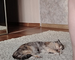 Кошки в Омске: Пропала кошка по кличке Кнопа Девочка, 500 руб. - фото 2