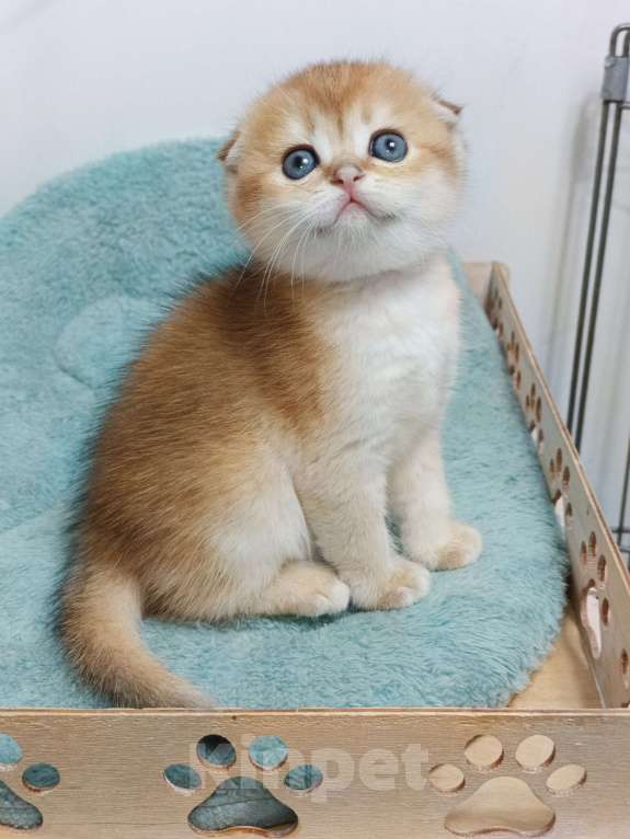 Кошки в Москве: Фëрджи Девочка, 80 000 руб. - фото 3