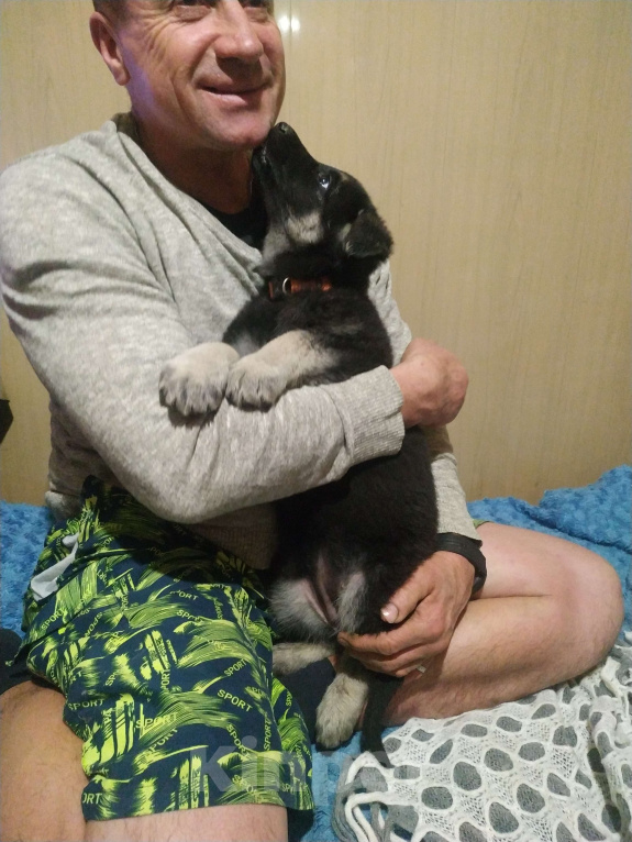 Собаки в других городах Крыма: Породистые щенки от чемпиона России Мальчик, 60 000 руб. - фото 1