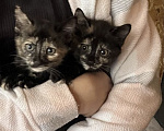 Кошки в Кудрово: Котята в добрые оуки Девочка, Бесплатно - фото 1