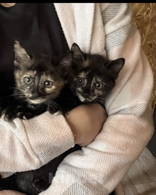 Кошки в Кудрово: Котята в добрые оуки Девочка, Бесплатно - фото 1