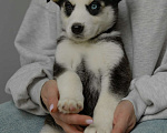 Собаки в Москве: Щенок белый с черными пятнами голубые глаза ищет дом Девочка, Бесплатно - фото 3