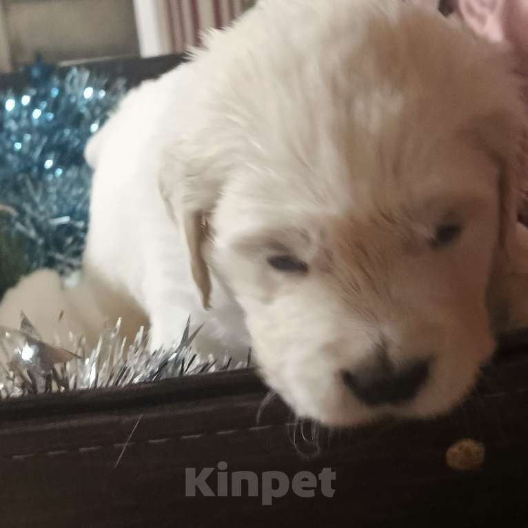 Собаки в Екатеринбурге: Щенок золотистого ретривера Мальчик, Бесплатно - фото 3