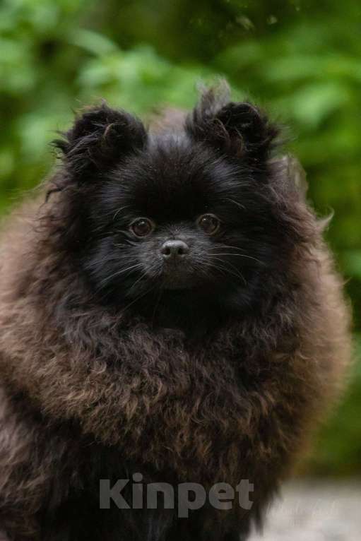 Собаки в Новосибирске: Померанский шпиц Мальчик, 37 000 руб. - фото 3