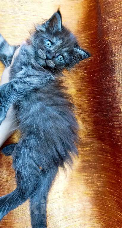 Кошки в Москве: Мейн кун мальчик Мальчик, 45 000 руб. - фото 10