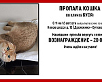 Кошки в Щербинке: Потерялась кошка по кличке Буся Девочка, 20 000 руб. - фото 1