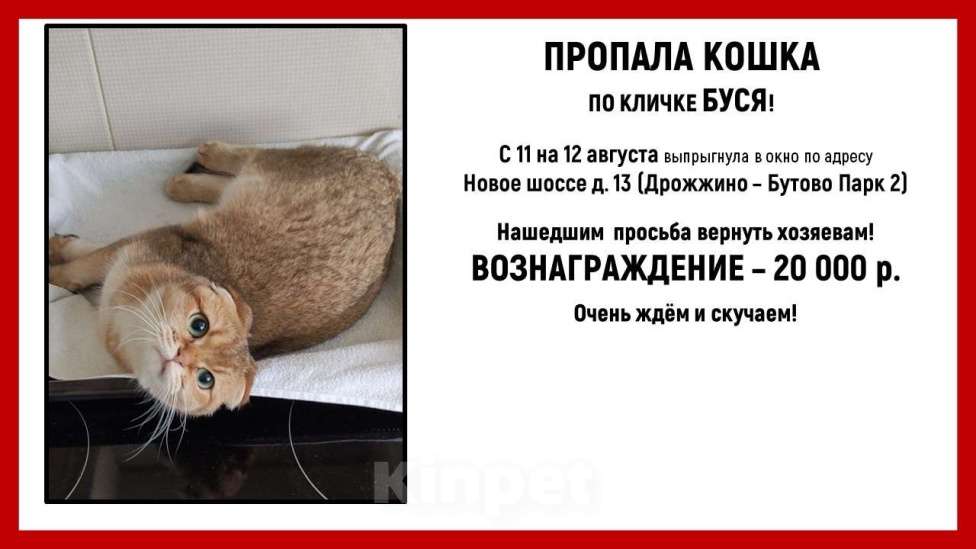 Кошки в Щербинке: Потерялась кошка по кличке Буся Девочка, 20 000 руб. - фото 1
