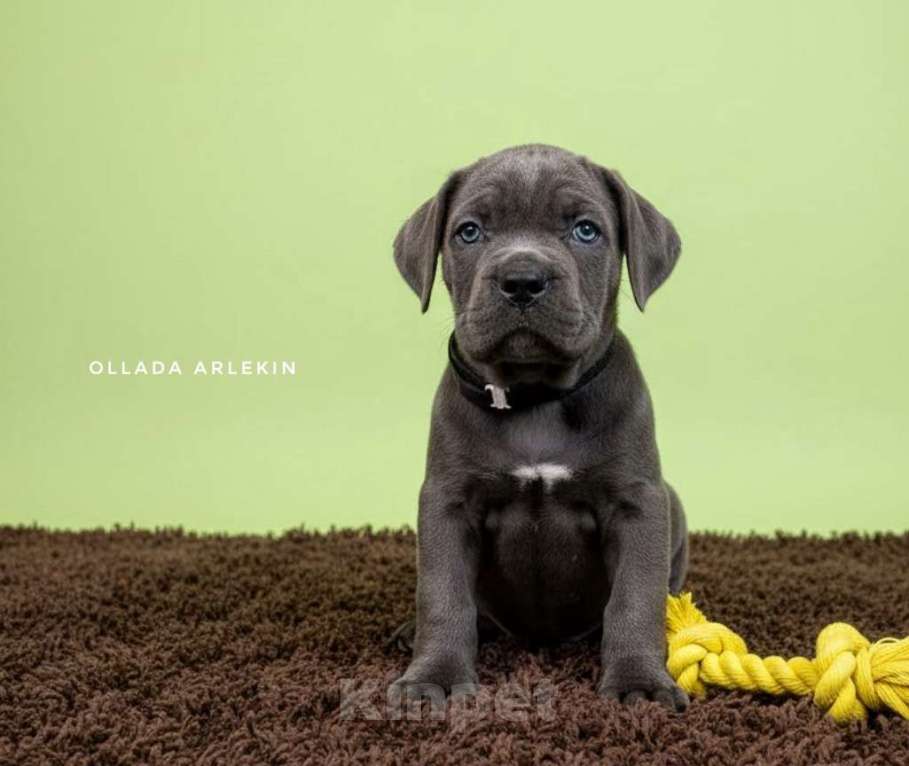 Собаки в Москве: Кане корсо серый мальчик.  Мальчик, 100 000 руб. - фото 3