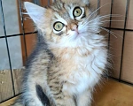 Кошки в Москве: Котёнок красивого окраса в добрые руки Мальчик, Бесплатно - фото 6