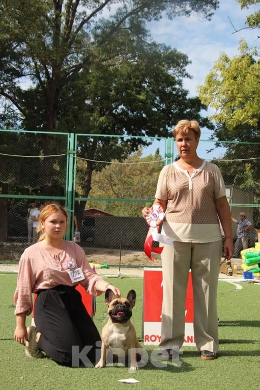 Собаки в Севастополе: Красивый мальчик  Мальчик, 70 000 руб. - фото 4