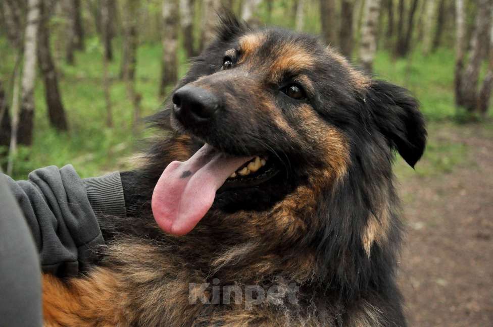 Собаки в Ногинске: Ербол в переводе с каз. «Будь настоящим мужчиной». Мальчик, Бесплатно - фото 9