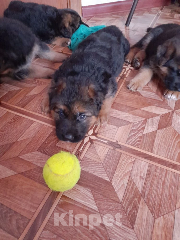 Собаки в Нижнем Новгороде: Щенки немецкой овчарки Девочка, Бесплатно - фото 2
