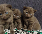 Кошки в Вязьме: Котик Шотландский тёмный шоколад, 15 000 руб. - фото 7