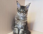Кошки в Гусиноозерске: Котята мейн-кун, 30 000 руб. - фото 4
