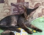 Кошки в Анапе: Сфинкс Девочка, 5 000 руб. - фото 1
