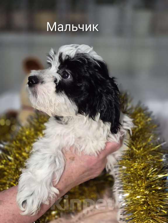 Собаки в Москве: Очаровательные щенки гаванского бишона Девочка, 80 000 руб. - фото 6