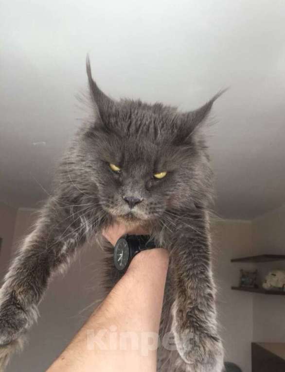 Кошки в Самаре: Племенной кот Мальчик, Бесплатно - фото 4