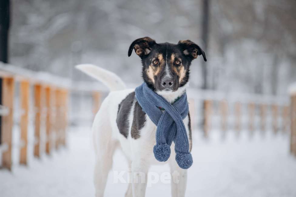 Собаки в других городах Московской области: Солнечный мальчишка ждёт семью в приюте Мальчик, Бесплатно - фото 3