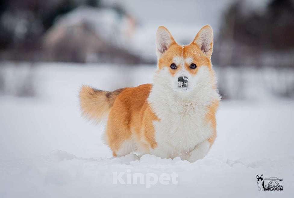 Собаки в Москве: кобель Вельш корги Пемброк для племенного использования из Италии Мальчик, Бесплатно - фото 4