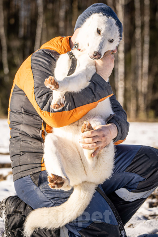 Собаки в Клине: Ванда — энергичная собачка Девочка, Бесплатно - фото 8