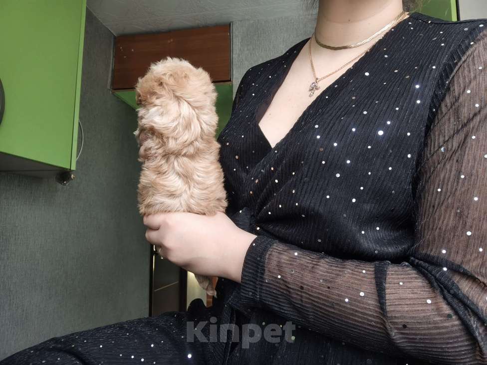 Собаки в Москве: Той пудель мальчик крошка Мальчик, 65 000 руб. - фото 5