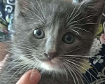 Кошки в Москве: Котенок 1,5 мес. мечтает о доме Мальчик, Бесплатно - фото 2